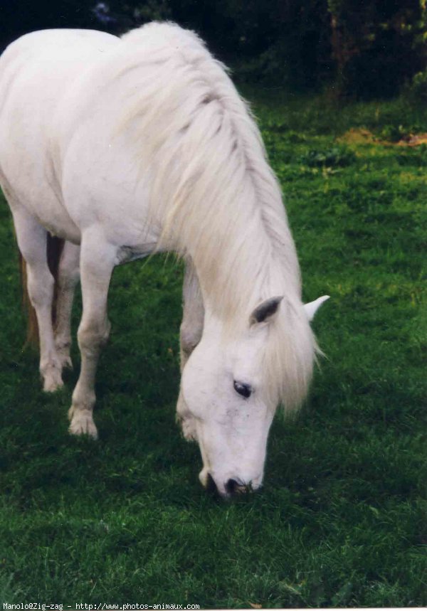 Photo de Camargue