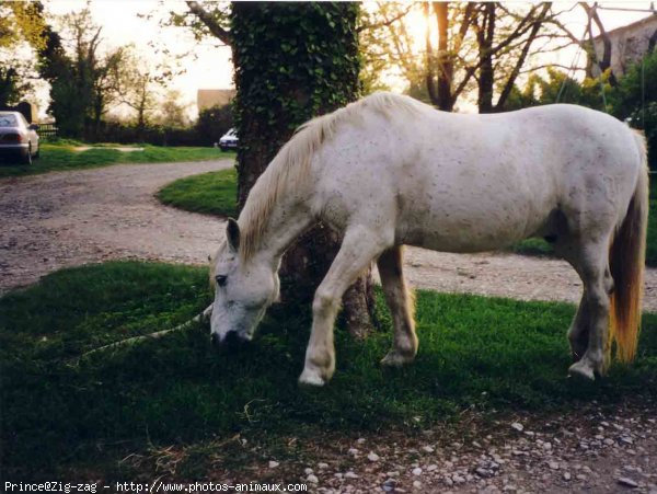 Photo de Camargue