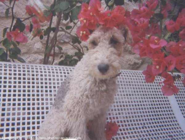 Photo de Fox terrier  poil dur