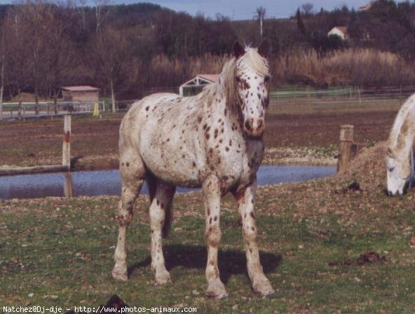 Photo d'Appaloosa