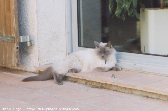 Photo de Sacr de birmanie