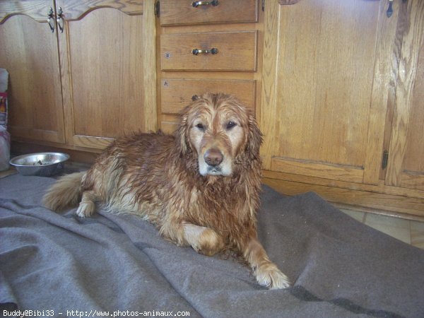 Photo de Golden retriever