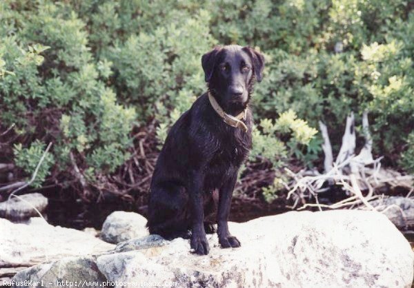 Photo de Labrador retriever