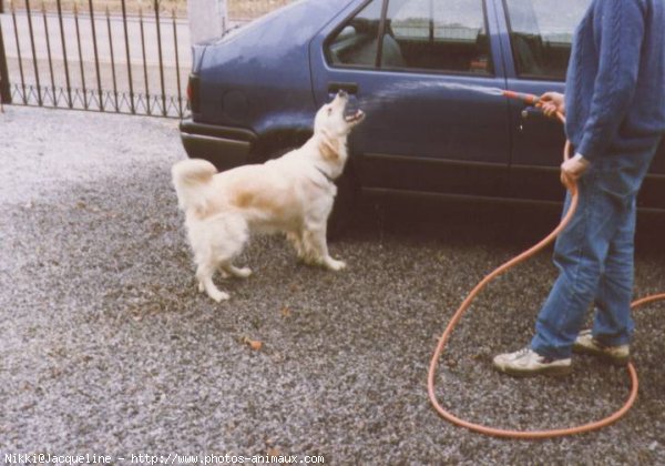 Photo de Golden retriever