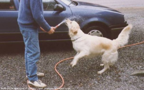 Photo de Golden retriever