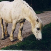 Photo de Camargue