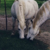 Photo de Camargue