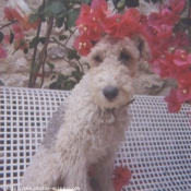 Photo de Fox terrier  poil dur