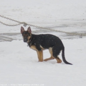 Photo de Berger allemand  poil court