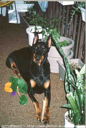 Photo de Dobermann