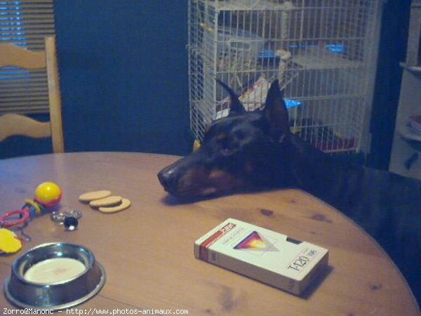 Photo de Dobermann