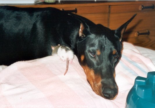 Photo de Dobermann