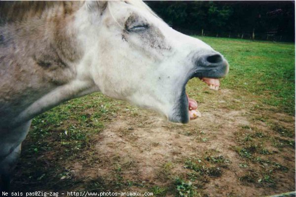 Photo de Camargue