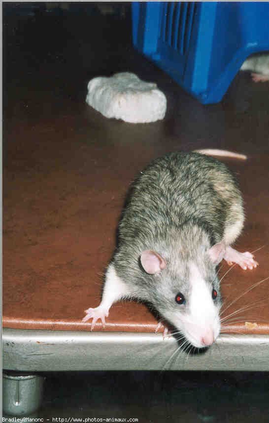 Photo de Rat