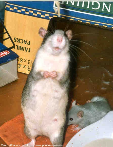 Photo de Rat