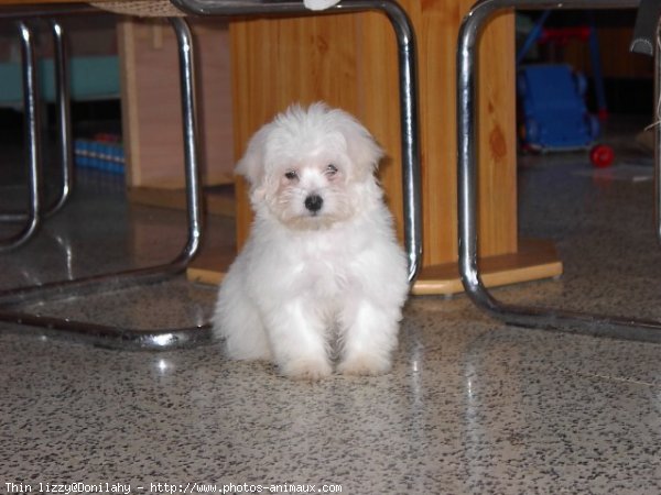 Photo de Coton de tulear