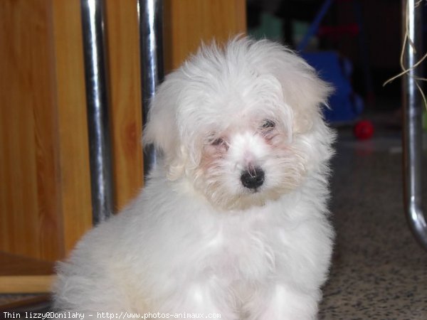 Photo de Coton de tulear