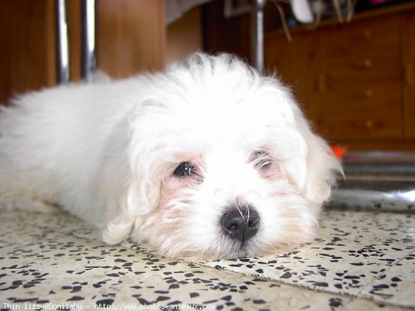 Photo de Coton de tulear