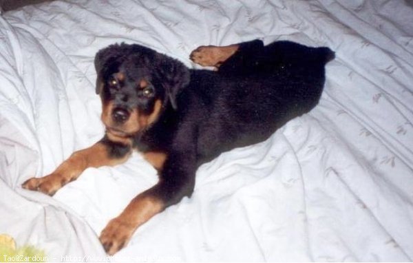 Photo de Rottweiler