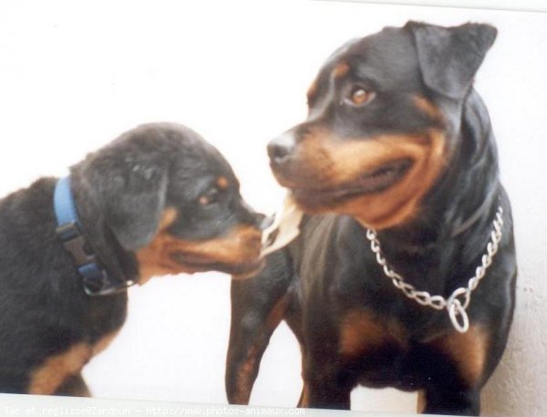 Photo de Rottweiler