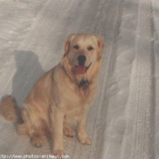 Photo de Golden retriever