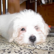 Photo de Coton de tulear