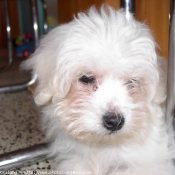 Photo de Coton de tulear