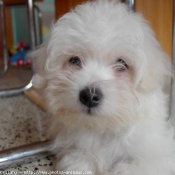 Photo de Coton de tulear