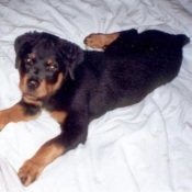 Photo de Rottweiler