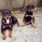 Photo de Rottweiler