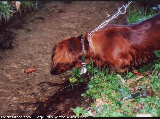 Photo de Teckel poil ras