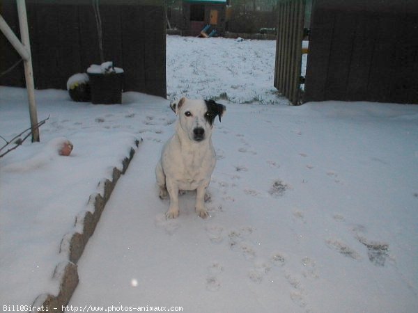 Photo de Jack russell terrier