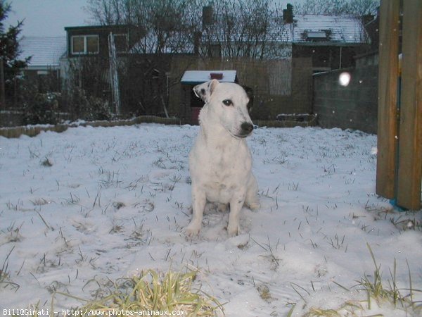 Photo de Jack russell terrier