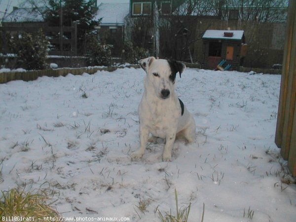 Photo de Jack russell terrier