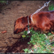 Photo de Teckel poil ras