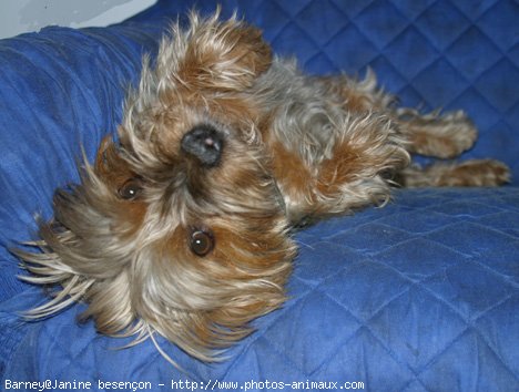 Photo de Yorkshire terrier