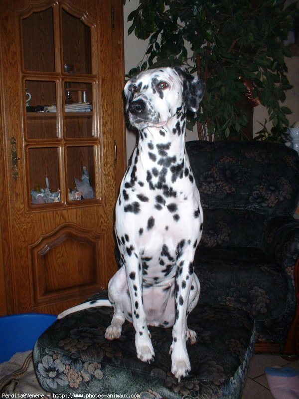 Photo de Dalmatien