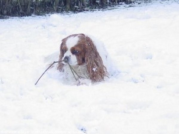 Photo de Cavalier king charles spaniel