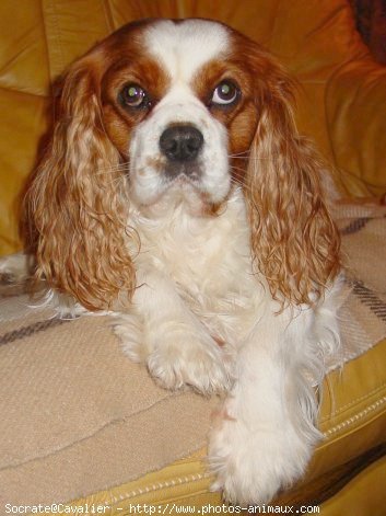 Photo de Cavalier king charles spaniel