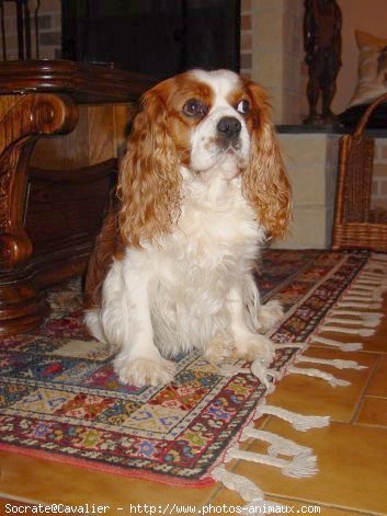 Photo de Cavalier king charles spaniel