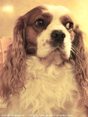 Photo de Cavalier king charles spaniel