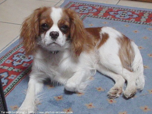 Photo de Cavalier king charles spaniel