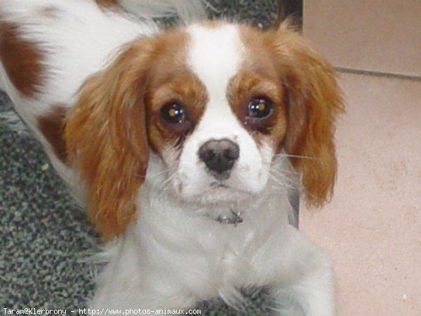 Photo de Cavalier king charles spaniel