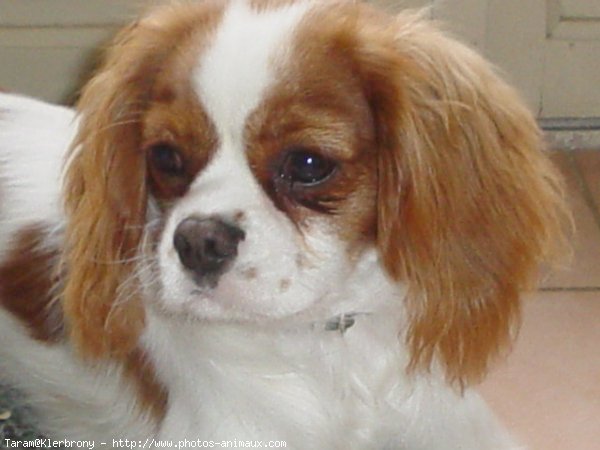 Photo de Cavalier king charles spaniel