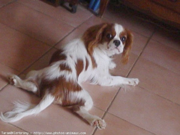 Photo de Cavalier king charles spaniel