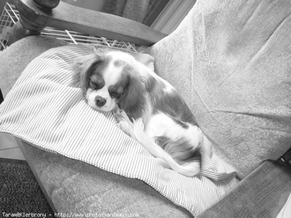 Photo de Cavalier king charles spaniel