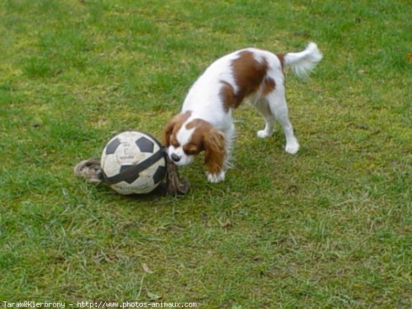 Photo de Cavalier king charles spaniel