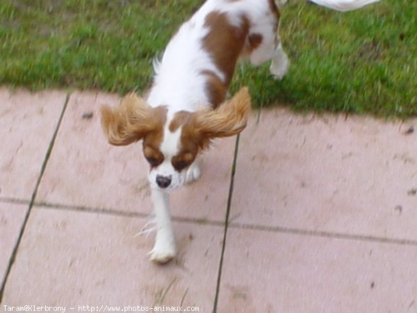 Photo de Cavalier king charles spaniel