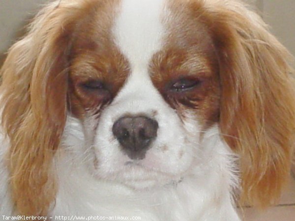 Photo de Cavalier king charles spaniel