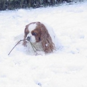 Photo de Cavalier king charles spaniel